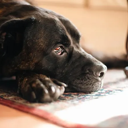 Lungolago דירה *