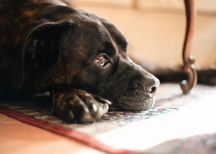 Lungolago דירה *